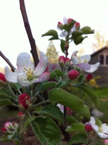20% Off Fruits Trees, Nut Trees and Berry Bushes from Food Forest Nursery