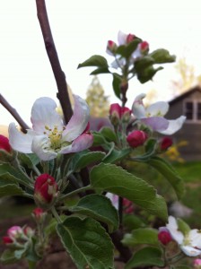 When is the Best Time to Plant Apple Trees?