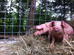 Our First Pigs