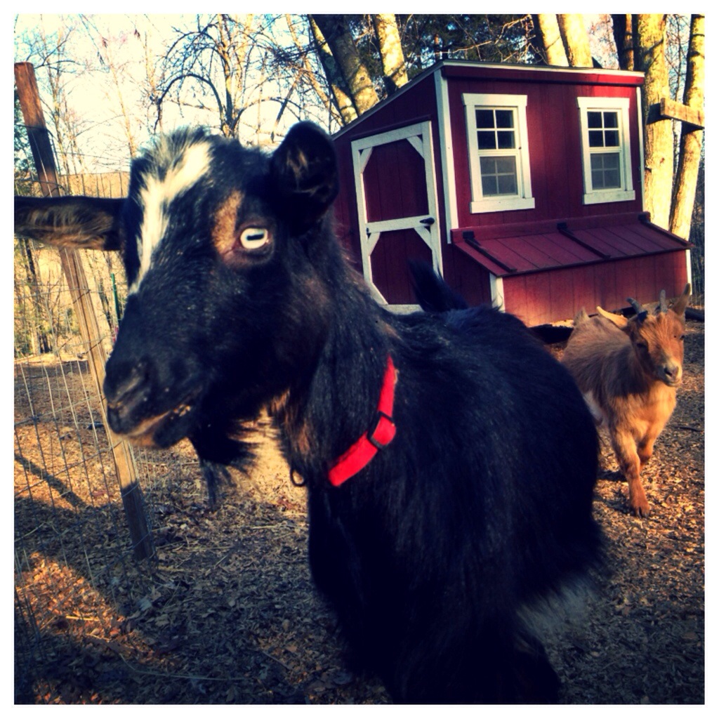 Nigerian Dwarf goat in front of a  chicken coop