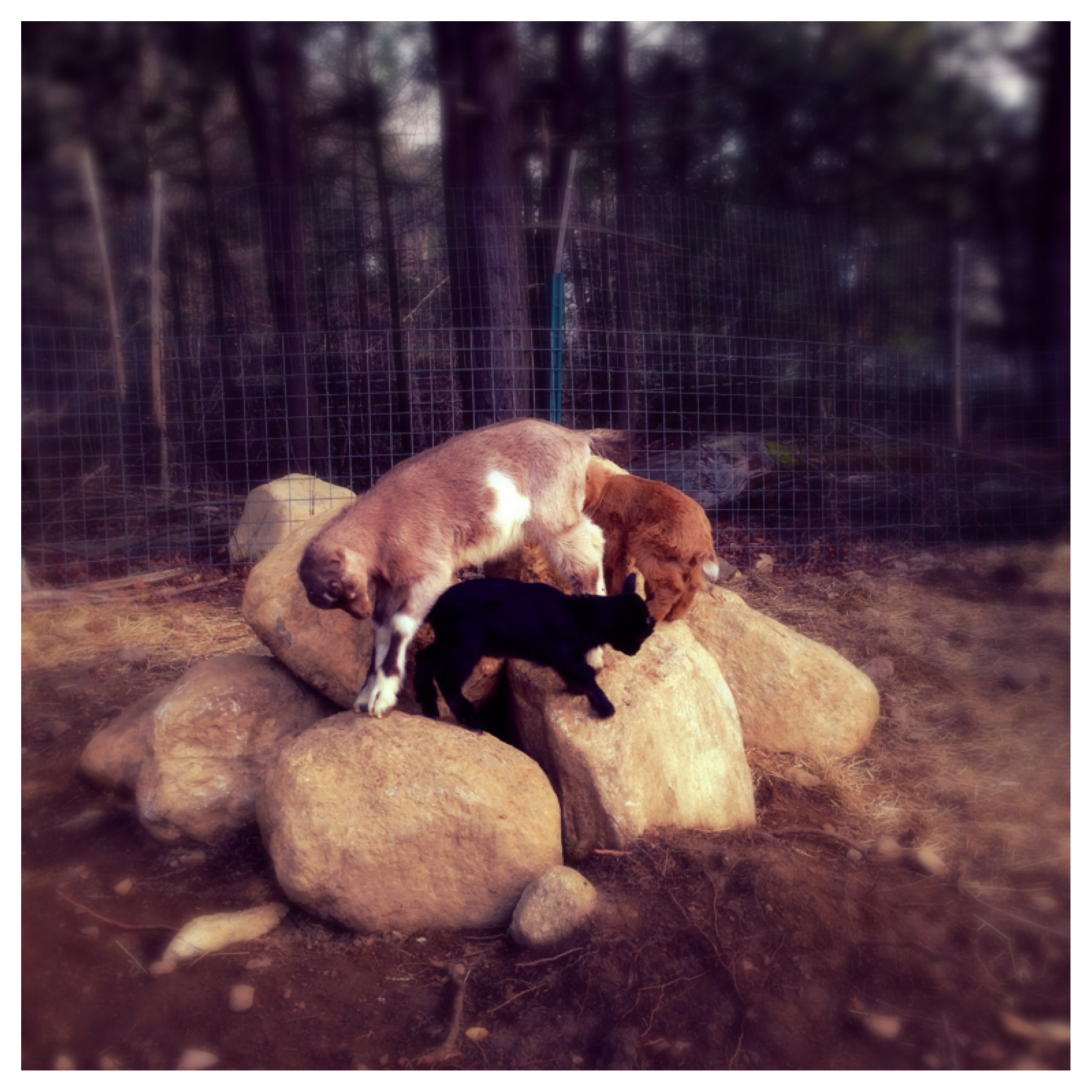 three goats, a lamacha kid, and two nigerian dwarf mix kids, playing on a rock structure in a goat pen