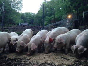 7 yorkshire landrace pigs eating feed in their pasture