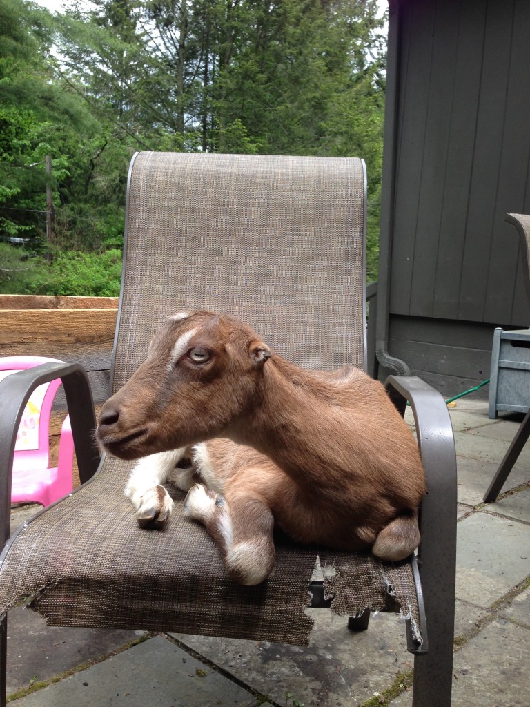 The Goats can relax now that Boone doesn't chase any more!