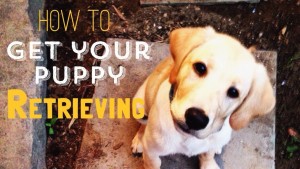 How to Start Training your Lab Puppy to Retrieve- Of Training a Bird Dog