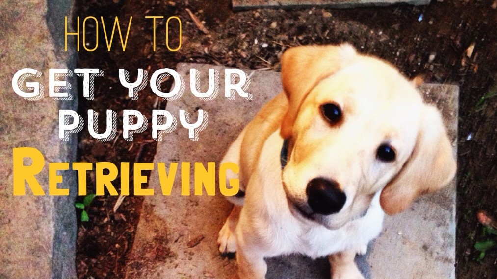 How to Start Training your Lab Puppy to Retrieve Of Training a Bird