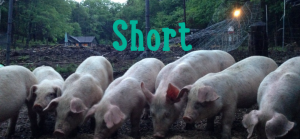 How To Raise Pastured Pigs the Easy Way!