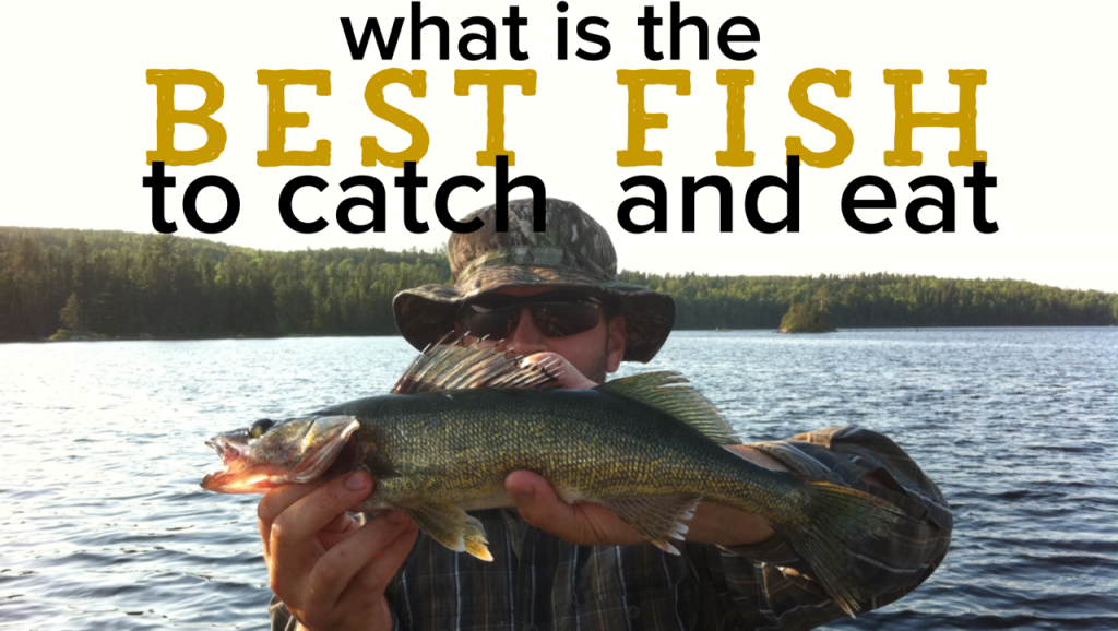 what is the best fish to catch and eat