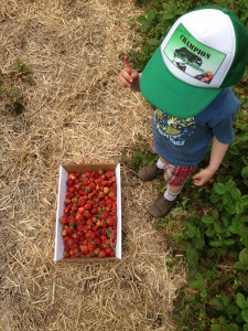 Homestead Orchard Trees, Bushes and Plants from Northeast Edible