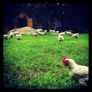 Chicken Farming 101 Streaming and Download