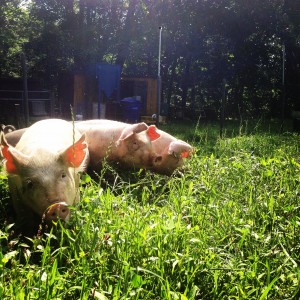 Should you get Pigs on the Homestead?