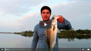 Rhode Island Salt Pond Stripers