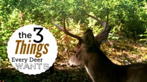3 Things Every Whitetail Deer Wants