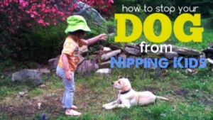 How To Stop your Lab From Biting Your Kids- Of Training a Bird Dog