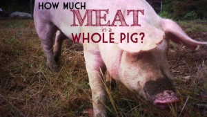 How Much Meat is in a Whole Pig?