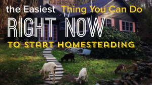 start homesteading right now