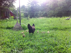 Chickens in the grass