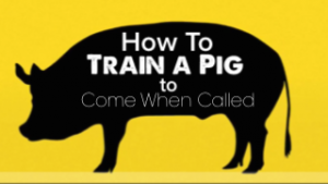 How To Train a Pig To Come When Called