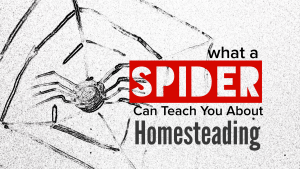 What a Spider Can Teach You About Homesteading