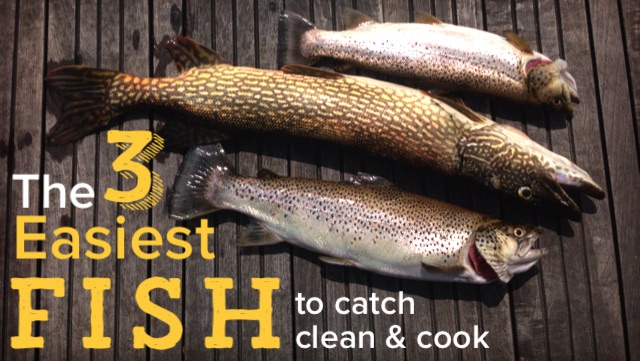 How To Catch Trout & Panfish Using CANNED CORN. ( TWO METHODS