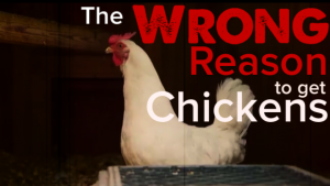 The Wrong Reason To Get Chickens (and 3 right ones..)