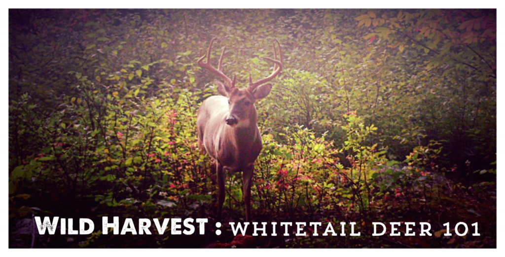 Wild Harvest Deer