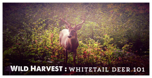 Wild Harvest – The Whitetail Deer