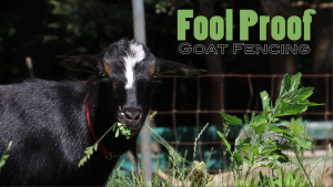Fool Proof Goat Fencing
