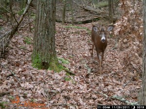 Manage the Perfect Hunting Property with Biologist Grant Woods