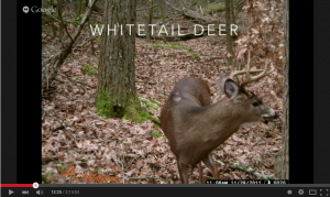 Whitetail 101 lessons 1 and 2