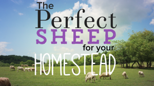 The Perfect Homestead Sheep with Susan Napotnik