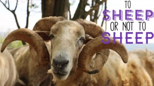 To Sheep or Not To Sheep- An in depth look at pastured sheep