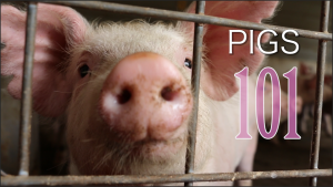 SHORT: Pigs 101