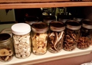 mushrooms on shelves