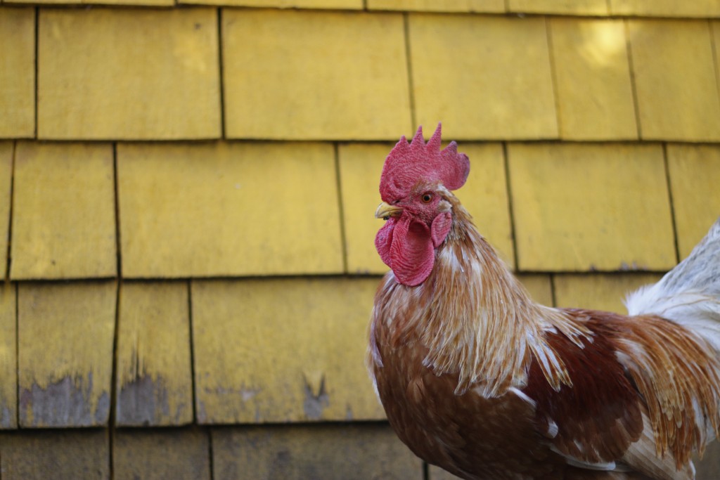 Raising Meat Chickens The Gateway Animal to Raising Your Own Meat