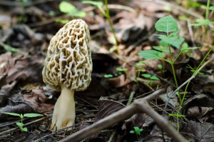 Morel Mushroom