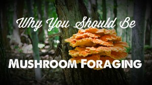 Mushroom Hunting 101: You Can Do It! (and should…)