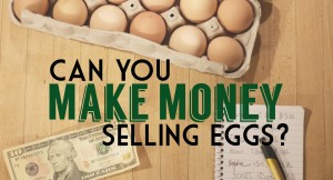 Can you Make Money Selling Farm Fresh Eggs? Chickens, Eggs, and Homestead Business