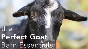 Goat Keeping Made Easy!