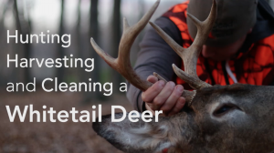 Hunting, Harvesting and Finding a Whitetail Deer- and How to field dress a deer [video]