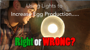 Is It Unnatural To Use Lights To Increase Winter Egg Production?