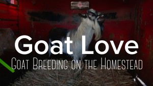 How To Breed Your Goats