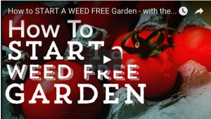 How To Start a Weed Free Garden – With the No Till Method