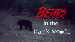 Bears in the Dark Woods