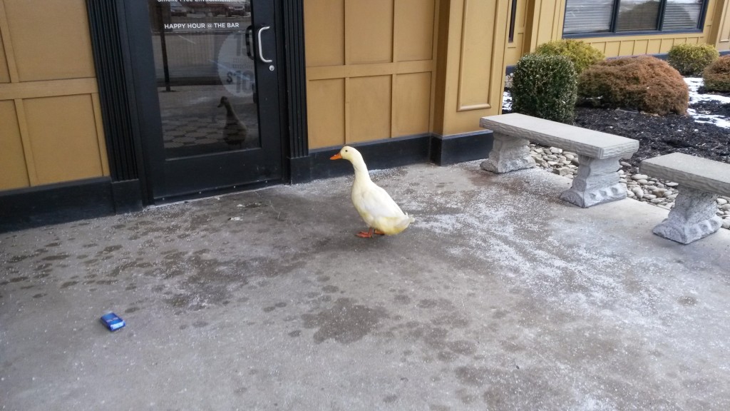 How To Raise Ducks The Good the Bad and the Abduckted Homesteady