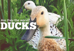 How To Raise Ducks – The Good the Bad and the Abduckted