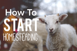 how to start homesteading