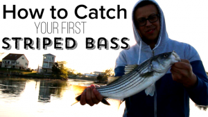 Catch Your First Striped Bass