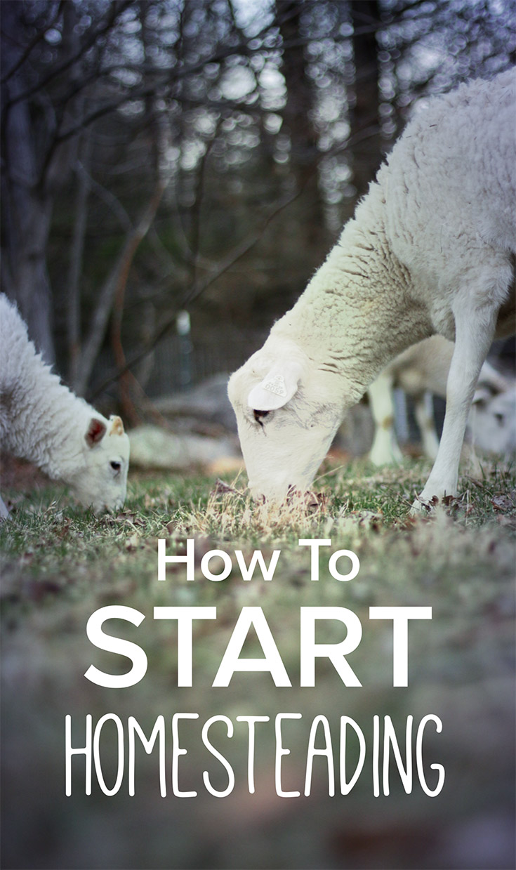 how to start homesteading