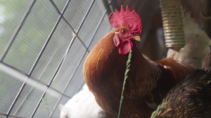 Chickens – a History