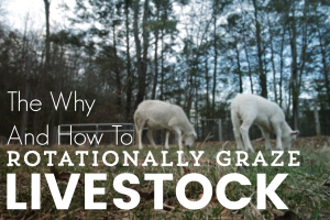How Livestock and Rotational Grazing (with the help of moveable fencing) Can Help Save the Planet…